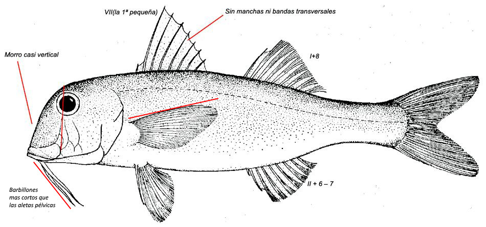 Mullus barbatus_01.jpg